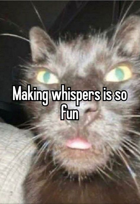 Cat Whisper, Cat Whisperer, Quick Jokes, Random Stuff, Memes, Funny, Quick Saves