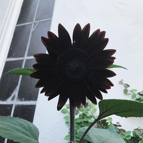 Eerie Photos, Witches Garden, Black Calla Lily, Black Sunflower, Goth Garden, Light Purple Flowers, Ginger Flower, Gothic Garden, Sunflower Garden