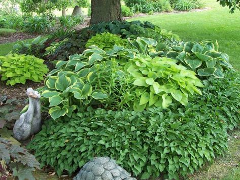 Shade Tolerant Plants, Hosta Varieties, Flower Bed Designs, Hosta Gardens, Hosta Plants, Backyard Garden Landscape, Shade Plants, Garden Layout, Tropical Garden