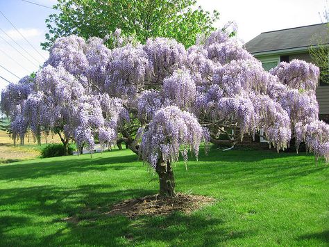 Purple Wisteria Tree | purple wisteria tree full bloom 08 | Flickr - Photo Sharing! Blue Wisteria, Chinese Wisteria, Wisteria Tree, Live Tree, Fast Growing Trees, Chinese Blue, Garden Trees, Growing Tree, Flowering Trees