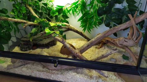 Corn snake terrarium 🐍 Corn Snake Terrarium, Corn Spaghetti, Corn Snake Enclosure, Snake Cages, Snake Terrarium, Snake Enclosure, Snake Tank, Corn Snake, Ball Python