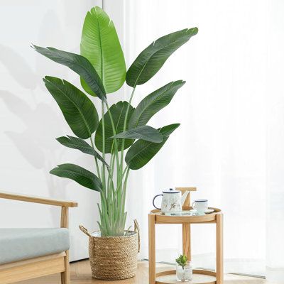 plant: Our artificial traveller's banana tree, inspired by the beauty of paradise bird plants, brings a touch of exotic elegance to any space with its lifelike appearance.Versatile Indoor Décor: Perfect for home, office, or commercial settings, this faux plant enhances any room's ambiance, creating a tropical oasis with minimal maintenance.Durable & Fade-Resistant: Crafted from high-quality materials, our artificial traveller's banana tree is durable and fade-resistant, ensuring long-lasting bea Banana Leaf Plant, Banana Leaf Tree, Paradise Bird, Banana Plant, Basement Living, Basement Living Rooms, Banana Plants, Tropical Oasis, Floor Plants