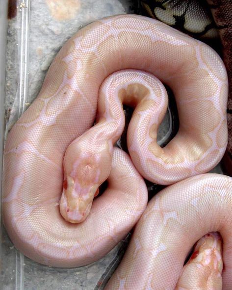 Python Morphs, Pretty Snakes, Ball Python Morphs, Cute Reptiles, Cute Snake, Reptile Snakes, Pet Snake, Beautiful Snakes, Snake Art