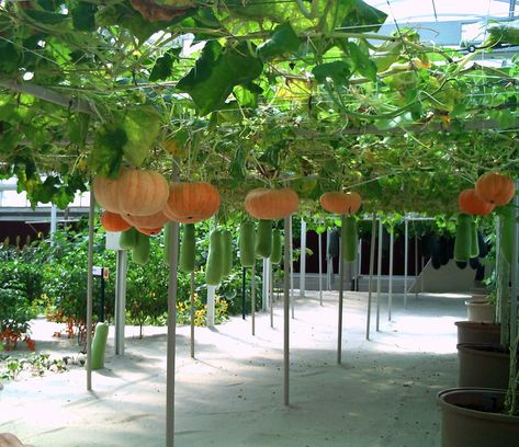 hanging pumpkins | they hang pumpkins and other large gourds… | Flickr Hanging Pumpkins, Pumpkin Growing, Planting Pumpkins, Pumpkin Garden, Pumpkin Queen, Growing Pumpkins, 2011 Fashion, Garden Design Layout, Market Garden