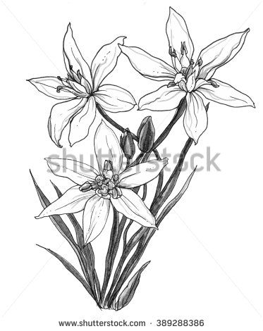 White Star of Bethlehem flower in blossom in bouquet isolated on white background. Hand drawn watercolor botanical black and white monochrome illustration for wedding printing, card, invitation, gift - stock photo Star Of Bethlehem Flower, Botanical Black And White, Illustration Botanical, Monochrome Illustration, Flower Stock, Flowers Illustration, Flower Garden Design, Star Of Bethlehem, Trendy Flowers