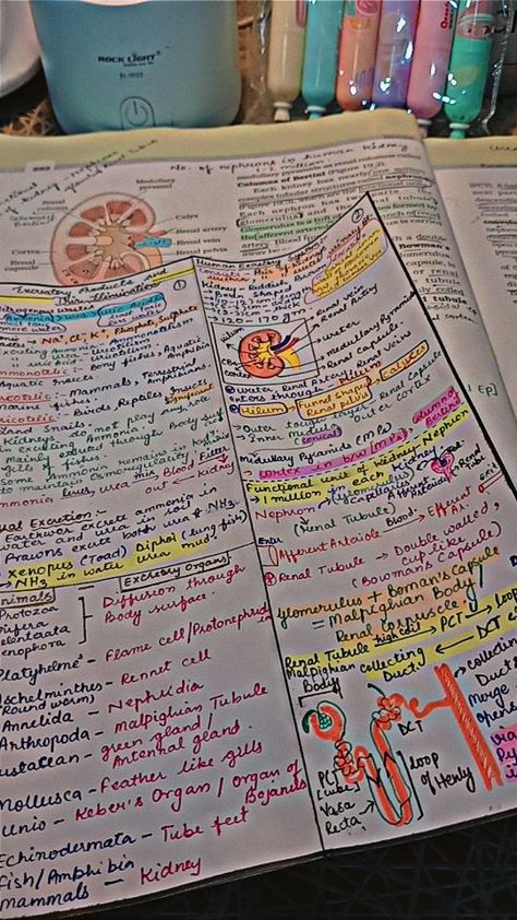 Neet Exam Notes Biology Human Physiology, Neet Preparation Tips 2024, Notes Snap, Ncert Biology, Books And Pens Photography, Bio Notes, Study Snaps Ideas, Neet Notes, Learn Biology