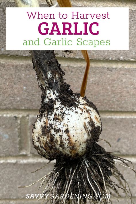 When To Harvest Garlic (And Garlic Scapes) And How to Store It