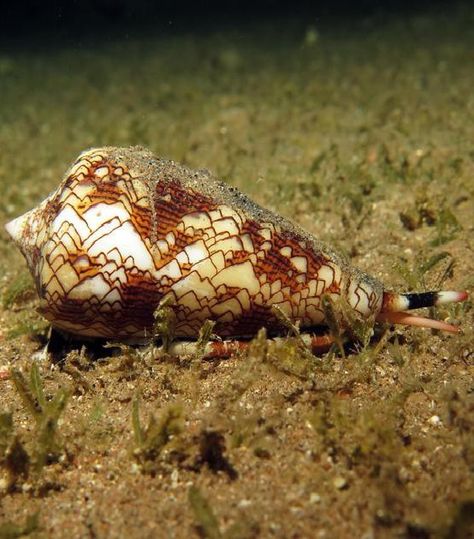 Cone Snail Cone Snail, Marine Invertebrates, Art Scrapbook, Molluscs, Scrapbook Journal, Marine Life, Sea Creatures, Animals, Quick Saves