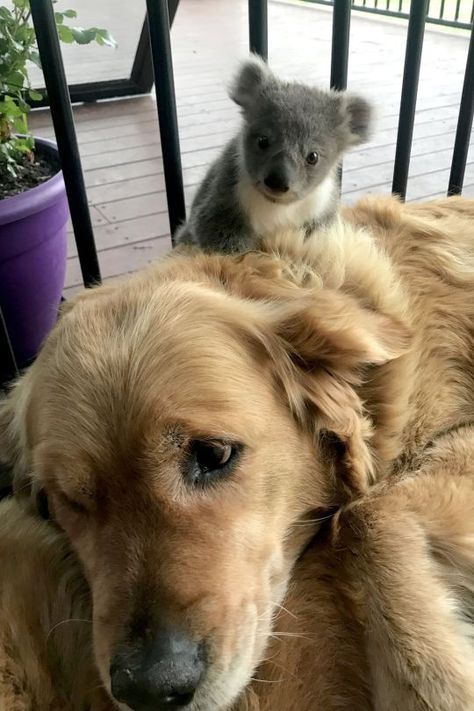 Spikey Hair, Funny Creatures, Funny Koala, Golden Retriever Rescue, Koala Bears, Australia Animals, Baby Koala, Animals Friendship, Animals Funny