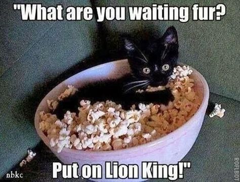 Humor Animal, Söt Katt, Image Chat, A Black Cat, Funny Animal Pictures, 귀여운 동물, Cute Funny Animals, Crazy Cats, Lion King