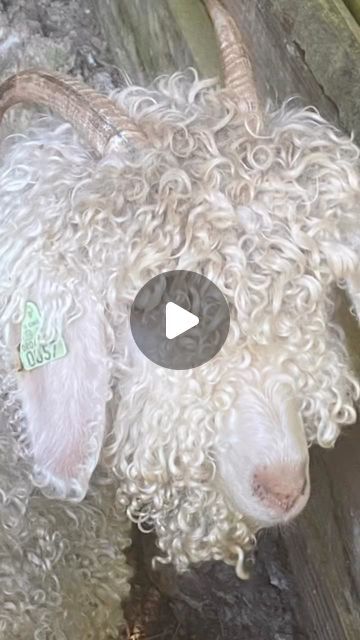 Kristi Roelle on Instagram: "Mohair ⚡️ the Diamond fiber ⚡️ grown by Angora goats ⚡️put it on your wish list ⚡️🤩
.
.
.
#mohair #fiberfarm #angoragoats #mohairlove #thediamondfiber #artyarnspinning #cedargroveranch" Art Yarn Spinning, Cedar Grove, Angora Goats, Wish List, Goats, Spinning, On Instagram, Instagram