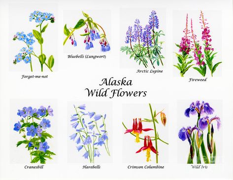 Alaskan Flower Tattoo, Alaska Flower Tattoo, Alaskan Flowers, Tattoo Fancy, Alaska Wildflowers, Wildflowers Drawing, Alaska Tattoo, Flower References, Hubbard Glacier