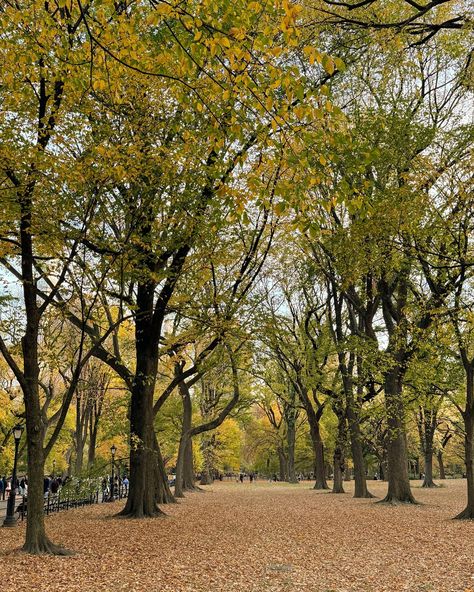 Fall in Central Park, fall in NYC, autumn in New York Fall In Central Park, Central Park Fall, Nyc Autumn, Fall In Nyc, Autumn In New York, Autumn Aesthetic, Central Park, New York