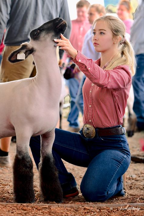 Dairy Cattle Breeds, Cattle Showing Outfits, Dairy Cattle Showing, Livestock Showing Outfits, Showmanship Outfit Livestock, Sheep Showing Outfits, Goat Showing Outfits, Goat Show Outfits, Showing Livestock Outfits