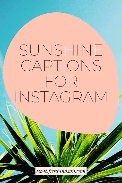 Photo of an agave plant in the sun. Text overlay reads "Sunshine Captions for Instagram." Sun Shine Captions Instagram, Sunshine Makes Me Happy Quote, Positive Posts For Instagram, Sun Shiny Day Quotes, Sunshine Captions For Instagram, Sunshine Vibes Quotes, Quotes Sunny Day, Sunshine And Smiles Quote, Happy Lyrics For Captions