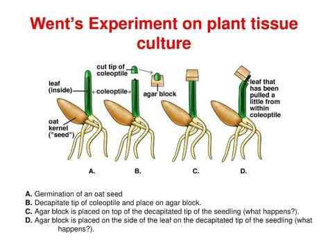 Frits Warmolt Went was a Dutch biologist whose 1928 experiment demonstrated the existence of auxin in plants. His interest gradually shifted to environmental influences on plant growth. At Caltech he was the first to examine the significance of hormones in plant development and growth. Reproduction In Plants, Plant Tissue, Plant Growth, Biology, The First, Plants, Quick Saves