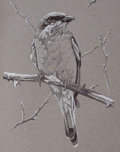 Ink Bird Drawing, Bird Ink Drawing, Toned Paper Sketch, Toned Paper Art, Toned Paper Drawing, Bird Art Painting, Wildlife Drawing, Drawing Birds, The Thorn Birds