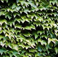 How to grow vines on wood or fencing siding without ruining wood. Kill Tree Roots, Ivy Plant Indoor, Boston Ivy, Evergreen Vines, Ivy Vine, English Ivy, Garden Vines, Ivy Plants, Growing Grapes