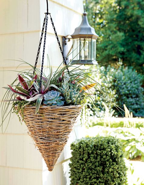 Hanging Container Gardens Oyster Plant, Heat Tolerant Plants, Tanaman Pot, Lenten Rose, Side Yards, Garden Basket, Full Sun Plants, Plants For Hanging Baskets, Hanging Flower Baskets