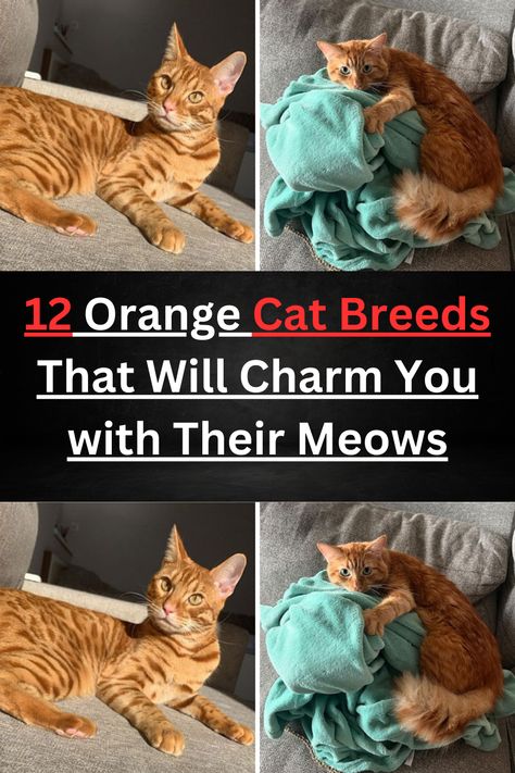 Orange Cat Breeds, Types Of Cats Breeds, Bengal Cats, Types Of Cats, Pet Wellness, Cats Breeds, Orange Tabby, Bengal Cat, Domestic Cat