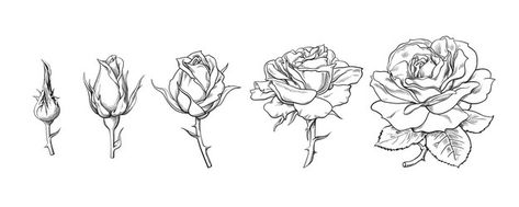 Rose Blooming Stages Drawing, Roses Blooming Tattoo, Stages Of Flower Blooming Drawing, Stages Of A Flower Blooming Drawing, Flower Stages Tattoo, Stages Of Rose Blooming Tattoo, Flowers Blooming Drawing, Rose Blooming Tattoo, Garden Rose Tattoo