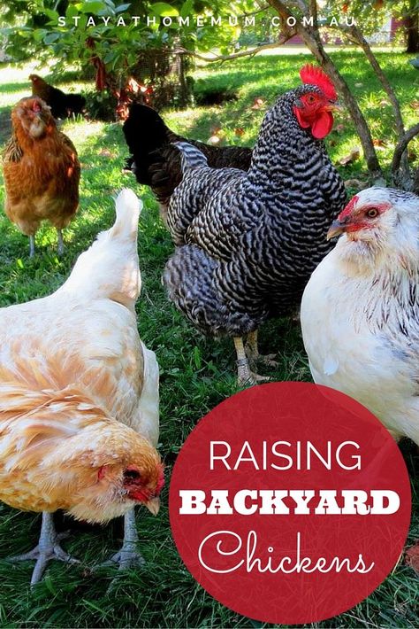 Raising chickens is not hard and the rewards are many. Chickens For Beginners, Feeding Chickens, How To Raise Chickens, Egg Laying Chickens, Chicken Tractors, Stay At Home Mum, Poultry Feed, Raise Chickens, Raising Backyard Chickens