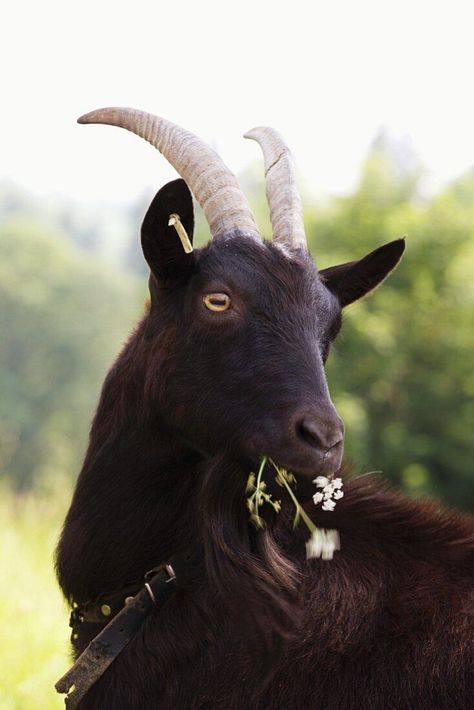 Goat Horns, Cute Goats, Animal Study, A Goat, Silly Animals, Animal Skulls, Animal Heads, Cute Creatures, Animal Photo