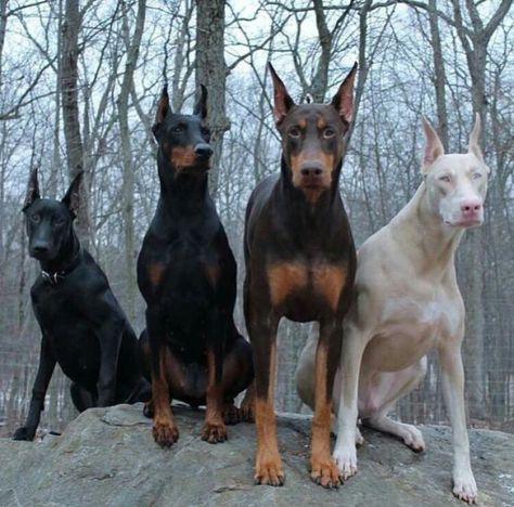 Dovermans Perro Doberman Pinscher, Albino Animals, Doberman Dogs, Funny Dog Memes, Animal Facts, Doberman Pinscher, Dog Memes, A Rock, Shiba Inu