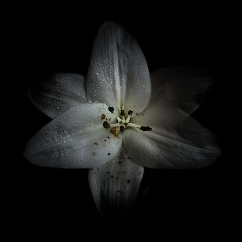 Backyard Flowers 28 Color Version on Redbubble   #redbubble #flowerphotography #nature #photography #photoproject Canvas Painting Black, Backyard Flowers, White Lily, Refresh Your Home, White Lilies, Framed Wall Art Sets, Art Prints For Home, Painting Canvas, White Painting