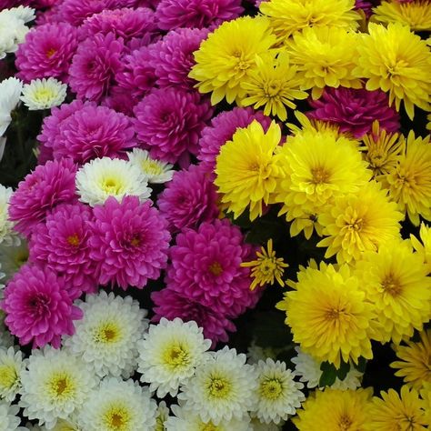 Chrysanthemum Growing, Mum Seeds, Chrysanthemum Seeds, Planting Mums, Fall Mums, Organic Mulch, Plant Tags, Organic Soil, Ground Cover Plants