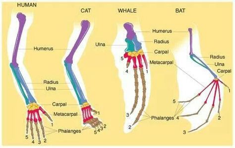 . Homologous Structures, Whale Anatomy, Bat Anatomy, Comparative Anatomy, Scientific Drawing, Art Anatomy, Introduction Examples, Vet Medicine, Neck Bones