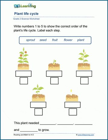 Life cycle of plants worksheets - Students examine the steps in the life cycle of a plant and an apple tree, from seeds to fruit.  Free | Printable | Grade 2 | Science | Worksheets Grade 2 Science Worksheets, Plant Worksheet, Log Math, Life Cycle Of Plants, Kindergarten Grammar, Plants Worksheets, Grade 2 Science, Early Science, Cursive Writing Worksheets