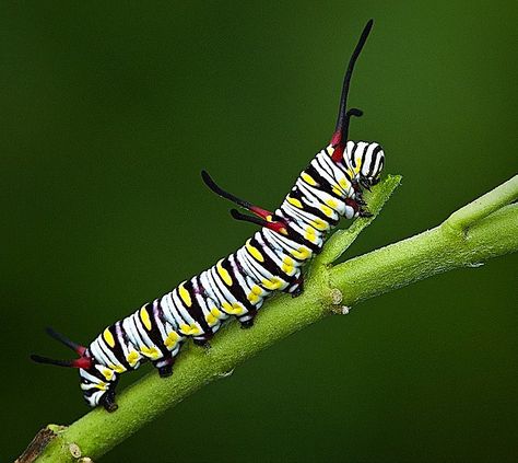 Fairchild Tropical Botanic Garden, Monarch Caterpillar, Botanic Garden, Nature Images, Beautiful Butterflies, South Florida, Caterpillar, Insects, Miami