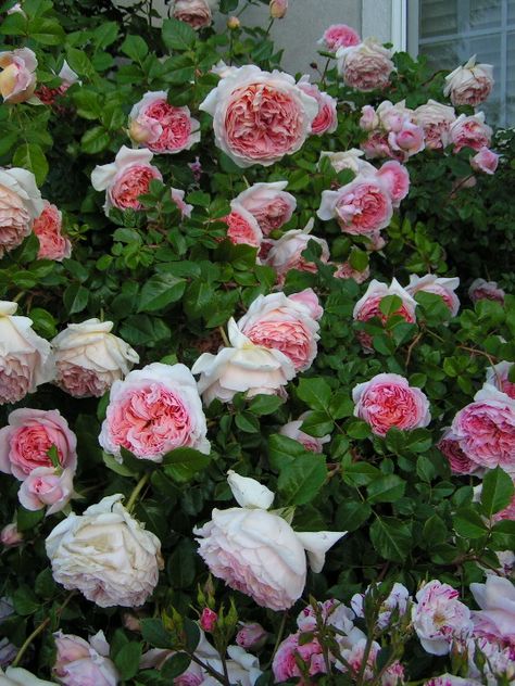 Abraham Darby, tea house Boulder--Colorado climbing rose Pink Plants, Rose Gardens, Climbing Rose, Types Of Roses, Shrub Roses, David Austin Roses, Growing Roses, Hybrid Tea Roses, David Austin