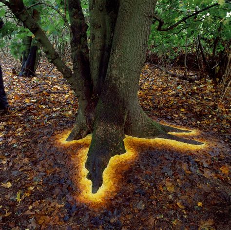 Glowing Base Of Tree Made By Arranging Leaves - Imgur Andy Goldworthy, Boom Kunst, Andy Goldsworthy, Natural Man, Earth Art, Foto Tips, Outdoor Art, Land Art, Environmental Art