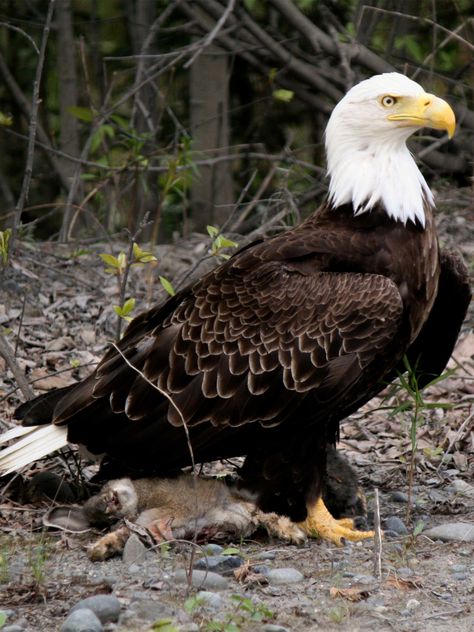 bald eagle Yellowstone Wildlife, Montana Wildlife, Yellowstone National Park Photography, Best Rv Parks, North American Wildlife, Visit Yellowstone, Bull Elk, National Parks Photography, American Animals