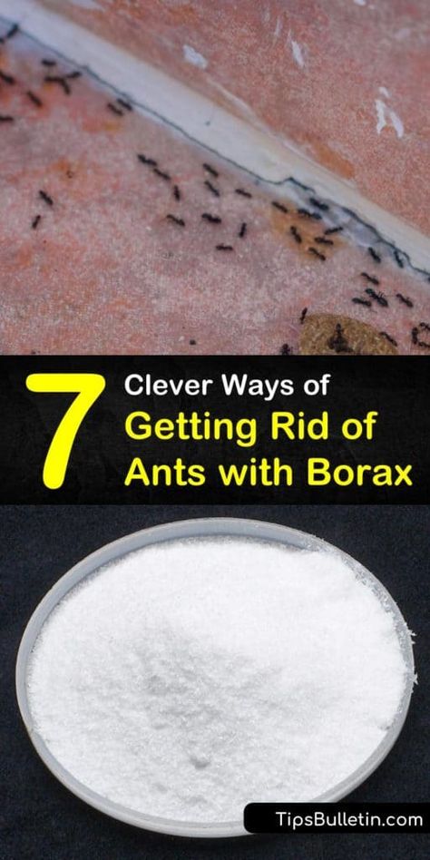 Borax Ants, Ant Killer Borax, Borax To Kill Ants, Peanut Butter Bowl, Borax For Ants, Ant Poison, Ant Remedies, Ant Killer Recipe, Bread Peanut Butter