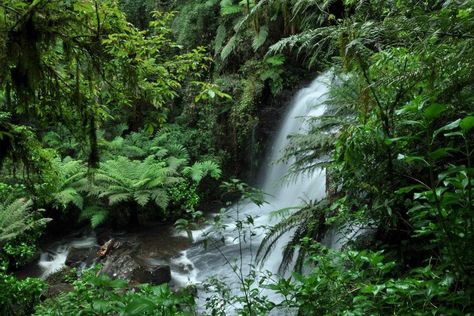 Mata Atlântica Amazon Forest, Forest Waterfall, Hot Tub Outdoor, All Inclusive Resorts, Beautiful Mountains, The Ranch, Rio Grande, Ski Resort, National Forest