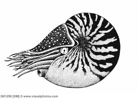 Nautilus Tattoo Design, Nautilus Shell Drawing, Nautilus Illustration, Nautilus Drawing, Nautilus Art, Nautilus Tattoo, Traditional Mermaid Tattoos, Stippling Drawing, Graffiti Alphabet Styles