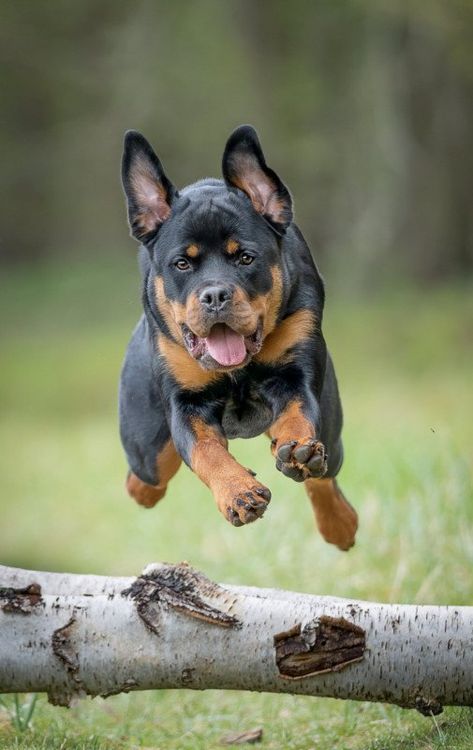 Outdoor Pet Photography, Dogs Jumping, Puppy Care Tips, Dog Reference, Jumping Poses, Rottweiler Training, Hilarious Dogs, Jumping Dog, Dog Jumping