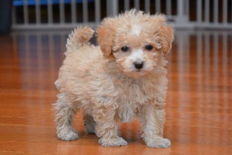 Poochon puppy Bichon Frise Poodle, Poochon Dog, Bichon Poodle Mix, Poochon Puppies, Poodle Mix Puppies, Teacup Poodle Puppies, Teacup Poodle, Poodle Mix Dogs, Bichon Frise Puppy