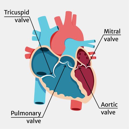 What is heart valve disease? Aortic Valve Replacement, Heart Valve, Tricuspid Valve, Feeling Faint, Dog Grooming Styles, Mitral Valve, Heart Valves, Caregiver Resources, Disease Symptoms