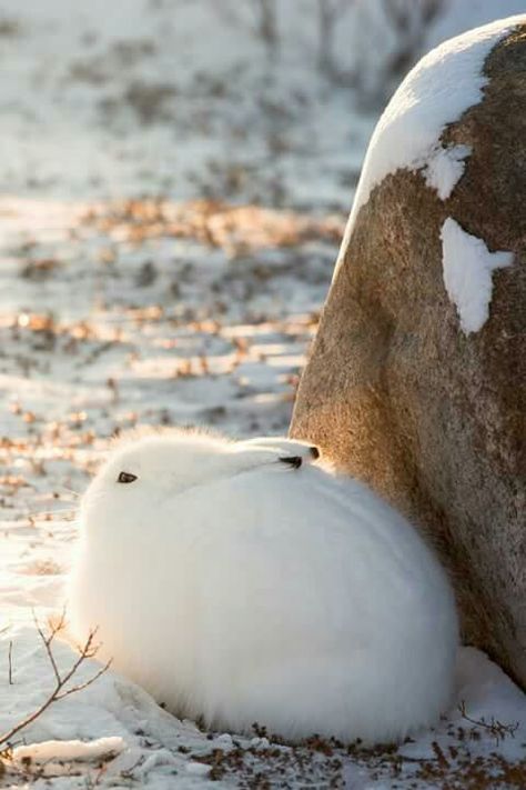 Arctic Hare, House At Pooh Corner, Pooh Corner, Cute Buns, Bunny Care, Bunny Cages, Nature Is Beautiful, Love Bunnies