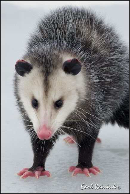 Opossum Virginia Opossum, Basic Manners, North American Animals, Awesome Possum, Pink Toes, Animal Study, Wildlife Animals, Animal Photo, Animals Friends