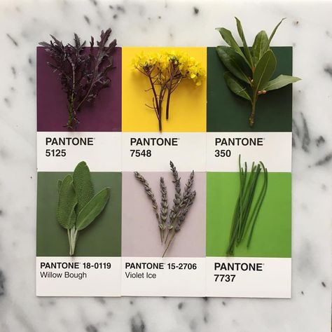 Herbs ⚜️⚜️ Lucia Litman on PINTEREST ⚛️ #PantonePosts Coloring Pallets, Fabric Art Collage, In Color Balance, Psychology Of Color, Plants Photo, Gardening Photography, Pantone Colours, Pantone Palette, Color Pantone