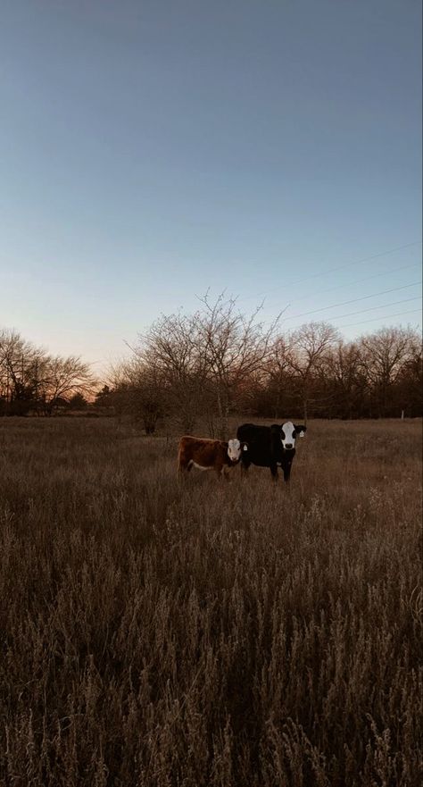 Cattle Aesthetic, Cattle Wallpaper, Country Sunset, Country Backgrounds, Western Wallpaper Iphone, Autumn Wallpaper, Western Photography, Barn Animals, Show Cattle