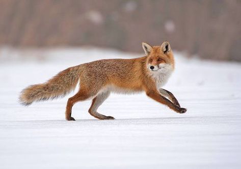 Fox Reference Photo, Fox Side View, Fox Reference, Fox Running, Fox Images, Foxes Photography, Fox Pictures, Pretty Animals, Wild Dogs