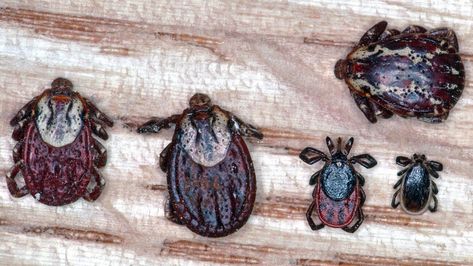 Dog Tick Vs. Deer Tick: Diseases, Appearance, and More Deer Tick Bite, Tick Repellent Essential Oils, Wood Tick, Types Of Ticks, Deer Ticks, Ticks On Dogs, Trail Dog, Tick Bite, Kids Fever