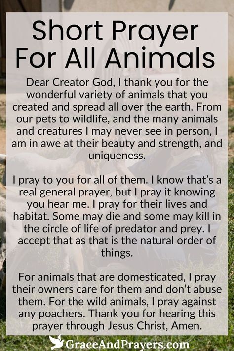 In a world where every creature plays a unique role, this short prayer embraces all animals, seeking divine protection and well-being for them.

Let this concise prayer serve as a reminder of our responsibility to care for and protect animals, recognizing them as integral parts of our global family.

Find a moment of reflection and commitment to the welfare of all animals. Read more about this short prayer for all animals at Grace and Prayers. Pet Prayers, Catholic Devotions, Short Prayer, Magic Secrets, Divine Protection, Short Prayers, Earth Angels, Healing Affirmations, Christian Quotes Prayer