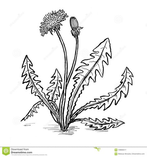 Dandelion Leafs And Flowers Hand Draw Illustration Stock Illustration - Illustration of ornament, flora: 109808417 Pencil Sketch Tutorial, Easy Drawing Step By Step, Dandelion Drawing, Sketch Tutorial, Fruit Graphic, Beautiful Pencil Drawings, Dandelion Art, Easy Drawing Steps, Drawing Step By Step